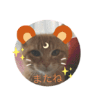 ☆ねこぱいんにゃっぷる☆（個別スタンプ：3）