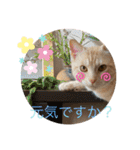 ☆ねこぱいんにゃっぷる☆（個別スタンプ：17）