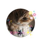 ☆ねこぱいんにゃっぷる☆（個別スタンプ：31）