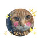 ☆ねこぱいんにゃっぷる☆（個別スタンプ：33）