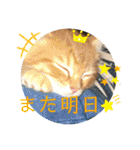 ☆ねこぱいんにゃっぷる☆（個別スタンプ：34）