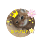 ☆ねこぱいんにゃっぷる☆（個別スタンプ：38）