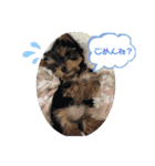 小福ちゃん①（個別スタンプ：9）