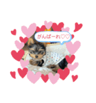 小福ちゃん①（個別スタンプ：13）