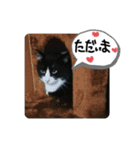 おもちとくろみつ（個別スタンプ：8）
