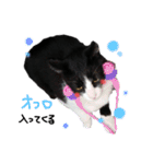 おもちとくろみつ（個別スタンプ：29）