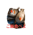 おもちと銀ちゃん（個別スタンプ：3）