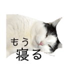 やる気が出ない猫キキ（個別スタンプ：12）