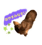 ミニチュアダックス りん物語（個別スタンプ：1）