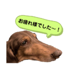 ミニチュアダックス りん物語（個別スタンプ：3）