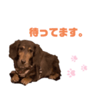 ミニチュアダックス りん物語（個別スタンプ：4）
