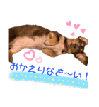 ミニチュアダックス りん物語（個別スタンプ：7）