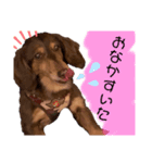 ミニチュアダックス りん物語（個別スタンプ：8）