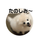 こむぎ大先生③（個別スタンプ：3）