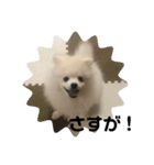 こむぎ大先生③（個別スタンプ：5）
