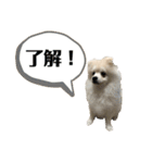こむぎ大先生③（個別スタンプ：9）
