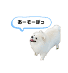 こむぎ大先生③（個別スタンプ：12）