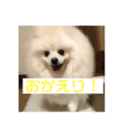 こむぎ大先生③（個別スタンプ：21）