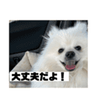 こむぎ大先生③（個別スタンプ：22）
