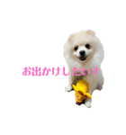 こむぎ大先生③（個別スタンプ：24）