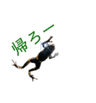 どー物（個別スタンプ：16）