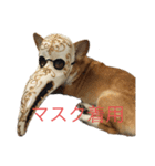 コーギー のハニー 第二弾（個別スタンプ：1）