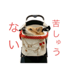 コーギー のハニー 第二弾（個別スタンプ：2）