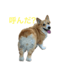 コーギー のハニー 第二弾（個別スタンプ：6）