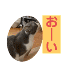 シェリぽんと愉快な仲間たち5(にゃんこ編)（個別スタンプ：2）