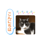 シェリぽんと愉快な仲間たち5(にゃんこ編)（個別スタンプ：4）