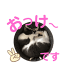 シェリぽんと愉快な仲間たち5(にゃんこ編)（個別スタンプ：6）
