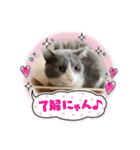 シェリぽんと愉快な仲間たち5(にゃんこ編)（個別スタンプ：9）