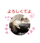 シェリぽんと愉快な仲間たち5(にゃんこ編)（個別スタンプ：11）