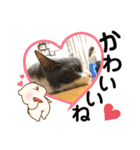 シェリぽんと愉快な仲間たち5(にゃんこ編)（個別スタンプ：14）