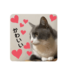 シェリぽんと愉快な仲間たち5(にゃんこ編)（個別スタンプ：15）