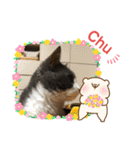 シェリぽんと愉快な仲間たち5(にゃんこ編)（個別スタンプ：16）