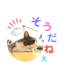シェリぽんと愉快な仲間たち5(にゃんこ編)（個別スタンプ：19）