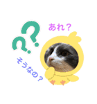シェリぽんと愉快な仲間たち5(にゃんこ編)（個別スタンプ：22）