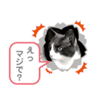 シェリぽんと愉快な仲間たち5(にゃんこ編)（個別スタンプ：24）