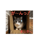 シェリぽんと愉快な仲間たち5(にゃんこ編)（個別スタンプ：26）