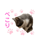 シェリぽんと愉快な仲間たち5(にゃんこ編)（個別スタンプ：34）