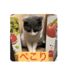 シェリぽんと愉快な仲間たち5(にゃんこ編)（個別スタンプ：35）