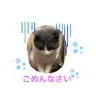 シェリぽんと愉快な仲間たち5(にゃんこ編)（個別スタンプ：36）