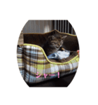 ミル(猫)の日常スタンプ②（個別スタンプ：1）