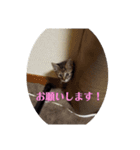 ミル(猫)の日常スタンプ②（個別スタンプ：2）