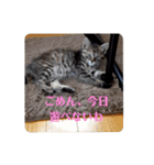 ミル(猫)の日常スタンプ②（個別スタンプ：3）