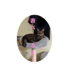 ミル(猫)の日常スタンプ②（個別スタンプ：4）
