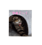 ミル(猫)の日常スタンプ②（個別スタンプ：5）