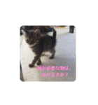 ミル(猫)の日常スタンプ②（個別スタンプ：6）
