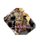ミル(猫)の日常スタンプ②（個別スタンプ：7）